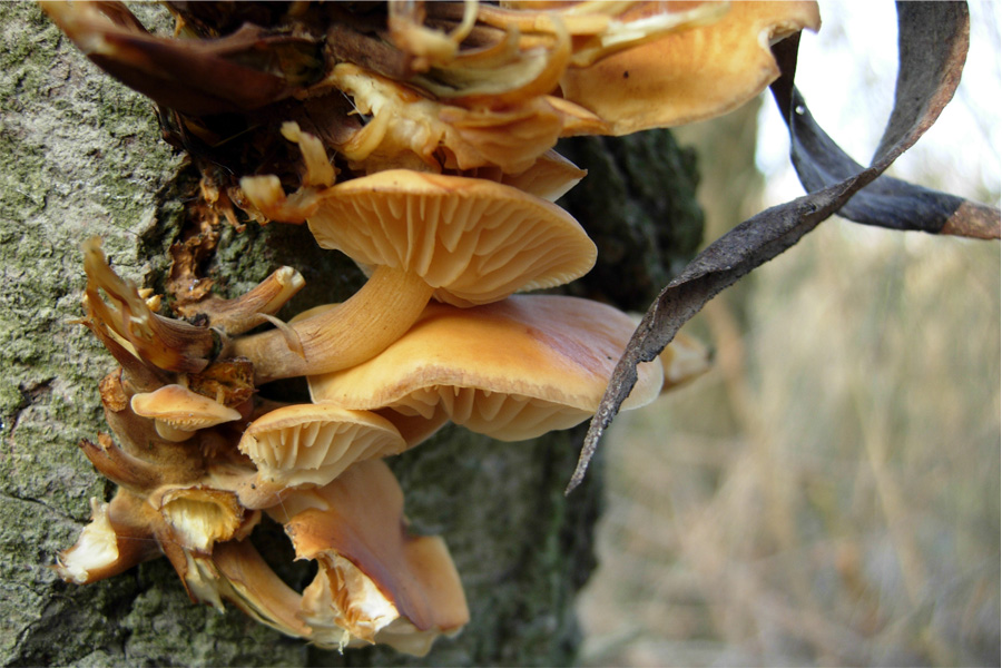 tanti funghi